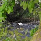 Rheron facing down river